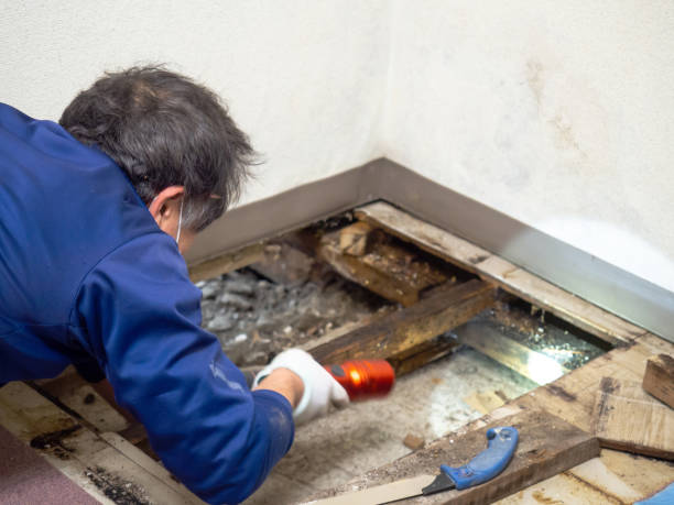 Professional Mold Remediation in Wyldwood, TX