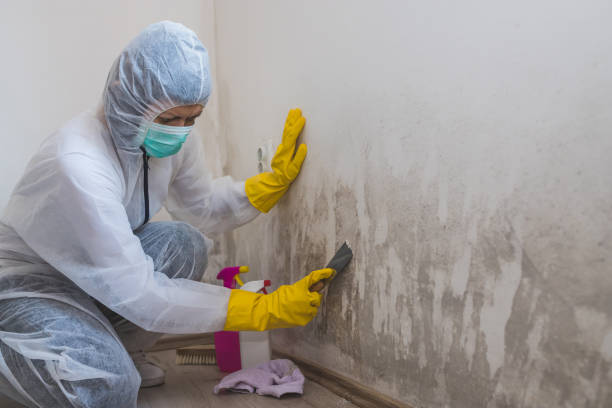 Best Bathroom Mold Remediation in Wyldwood, TX