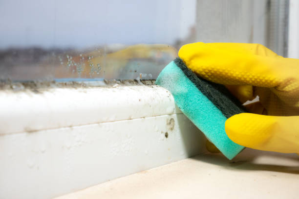 Best Residential Mold Remediation in Wyldwood, TX