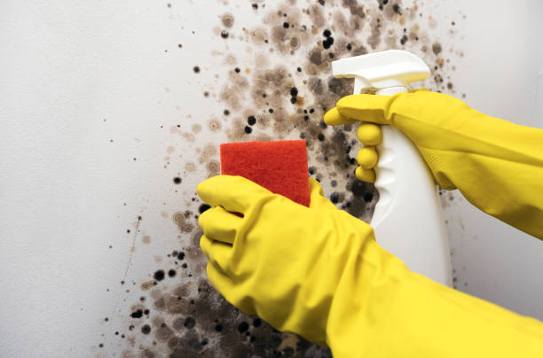 Best Emergency Mold Remediation in Wyldwood, TX