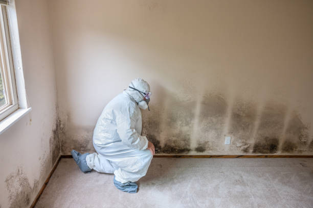 Best White Mold Remediation in Wyldwood, TX