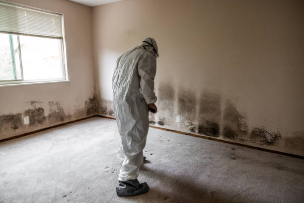 Best Basement Mold Remediation in Wyldwood, TX