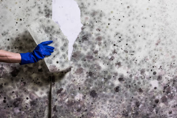 Best Preventive Mold Services in Wyldwood, TX