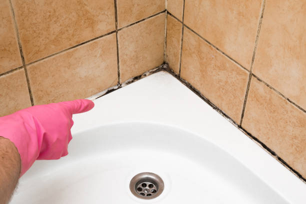 Best Preventive Mold Services in Wyldwood, TX